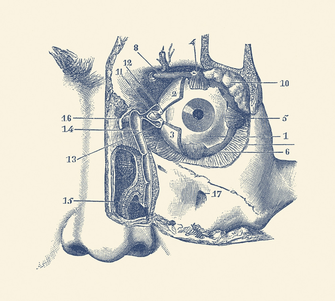 Brain Post: How Big is Your Blind Spot? | SnowBrains.com | Human eye diagram,  Human eye, Eyeball structure