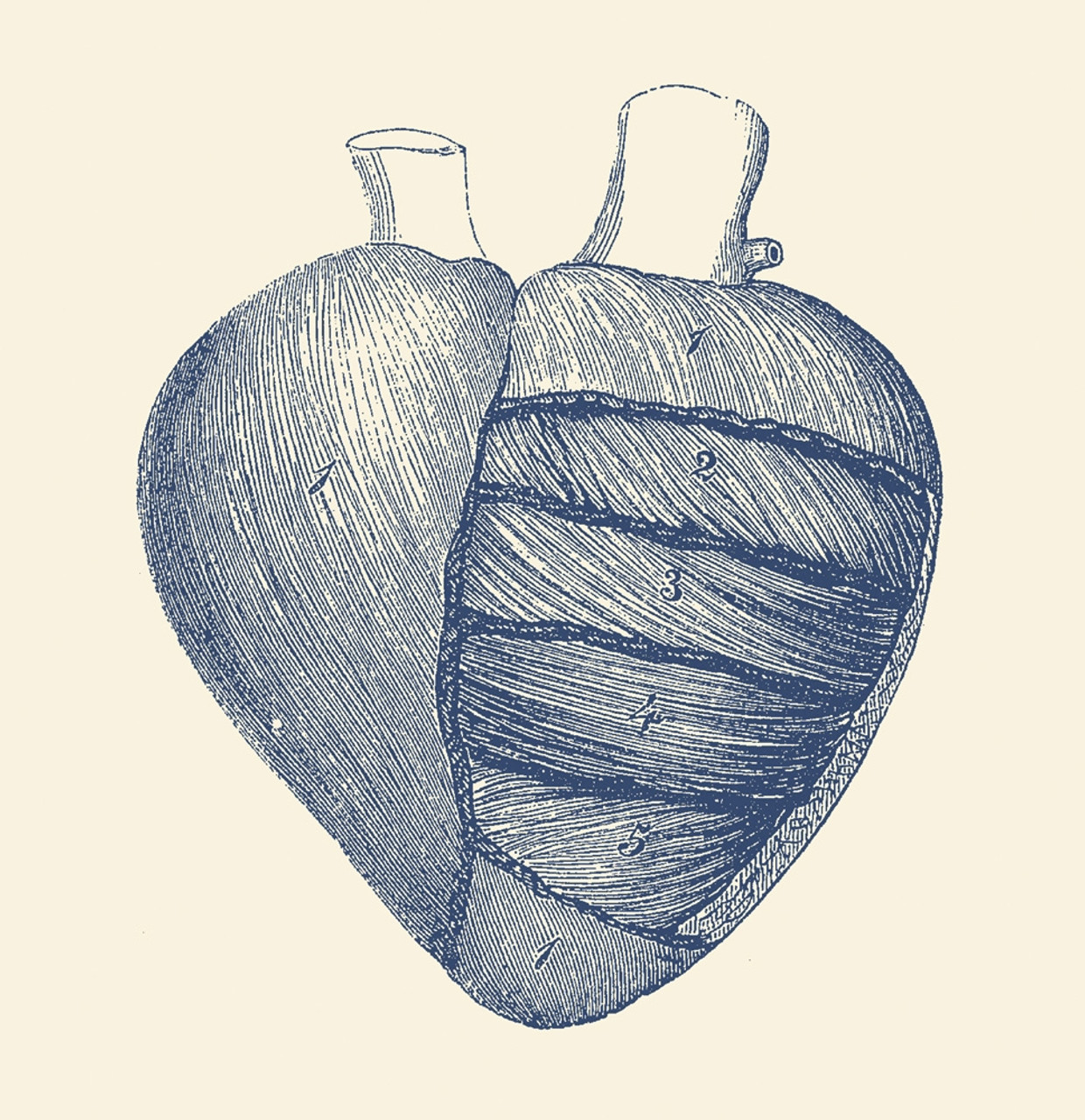 Illustration of human heart anatomy on Craiyon