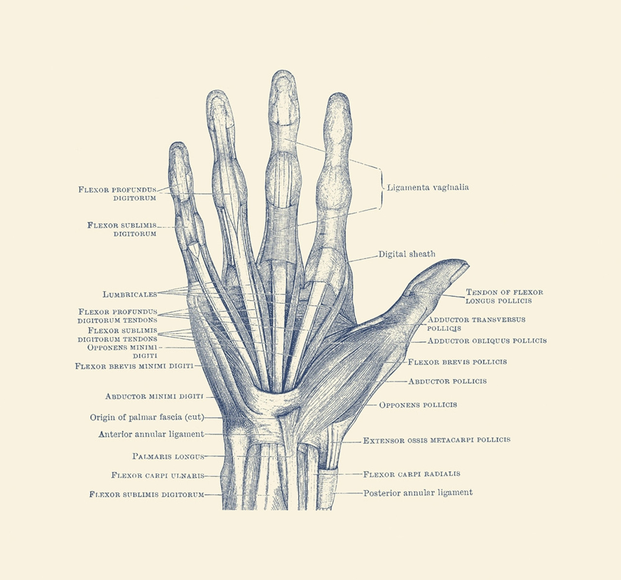 bones of the hand diagram