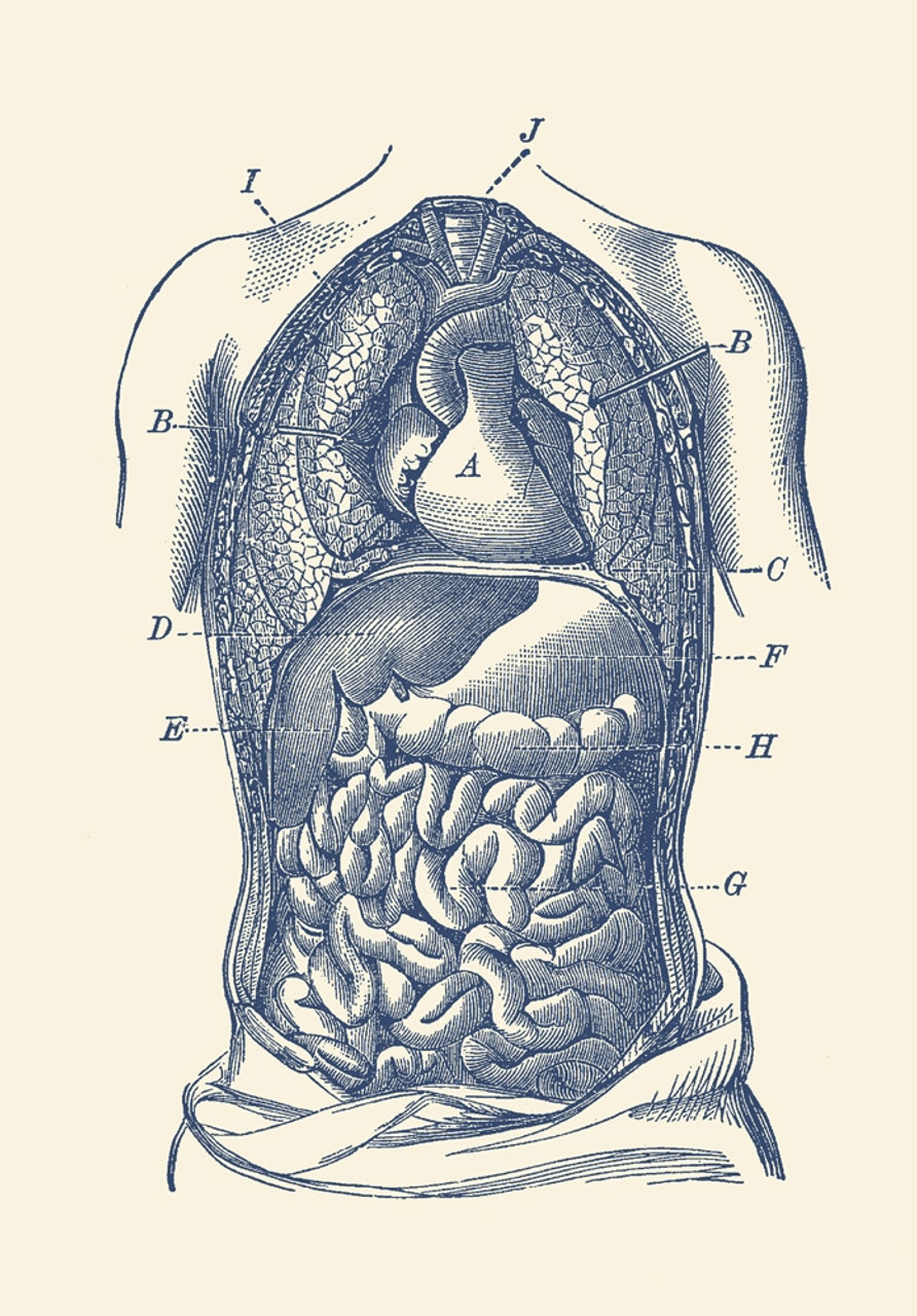 Human digestive system tract anatomy structure and parts infographic diagram  digestion process organ esophagus stomach liver pancreas intestine rectum  anus vector cartoon drawing isolated Stock Vector | Adobe Stock