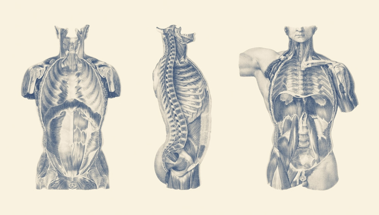 Vintage anatomy print showing the muscles in the torso from multiple views. Poster Print by John Parrot/Stocktrek Images - Item # VARPSTJPA700122H
