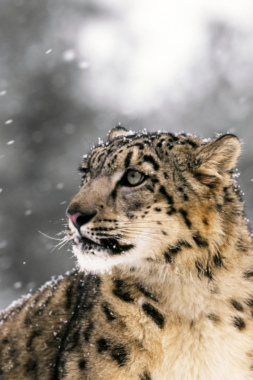 snow leopard iphone wallpaper