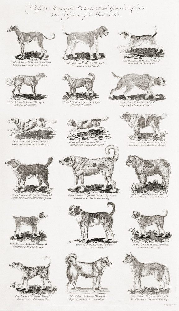 Different Breeds Of From An 18th Century Print Poster Print
