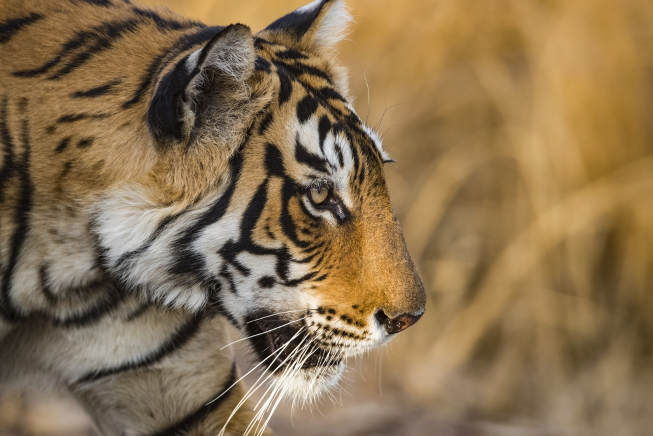 Bengal tiger (Panthera tigris tigris)