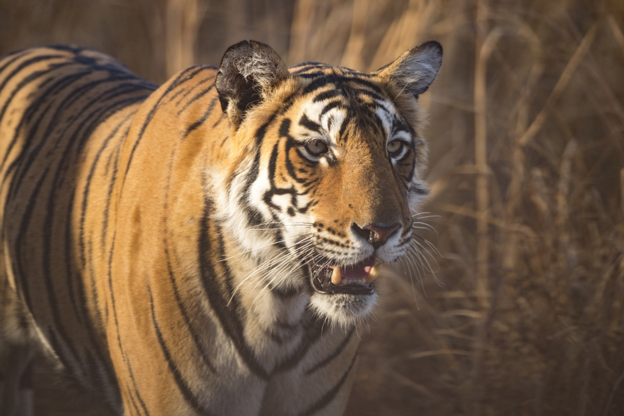 Bengal tiger (Panthera tigris tigris)