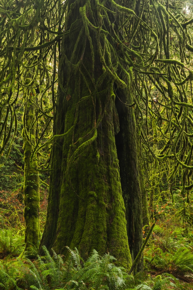 The Lush Rainforest Of Goldstream Provincial Park; British Columbia ...