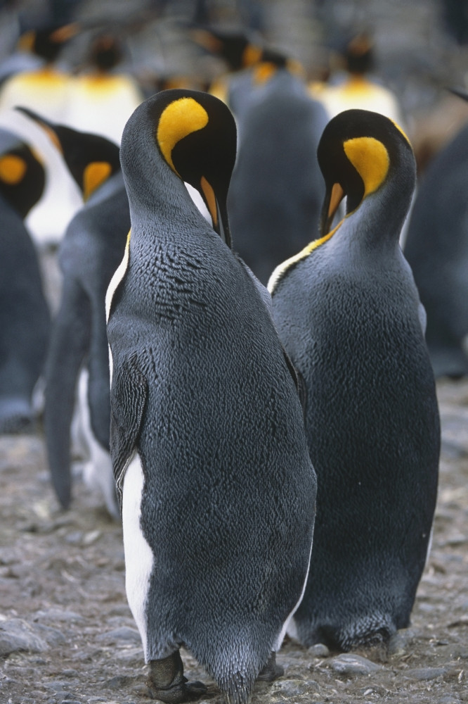 Pair Of King Penguins Among Colony Preening Feathers South Georgia