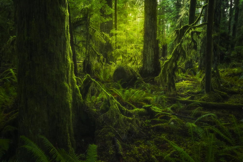 The Lush Rainforest Of Cathedral Grove Macmillan Provincial Park Vancouver Island British Columbia Canada Poster Print By Robert Postma Design Pics Item Vardpi12326882 Posterazzi #throwback #cathedral grove #british columbia. the lush rainforest of cathedral grove macmillan provincial park vancouver island british columbia canada poster print by robert postma design