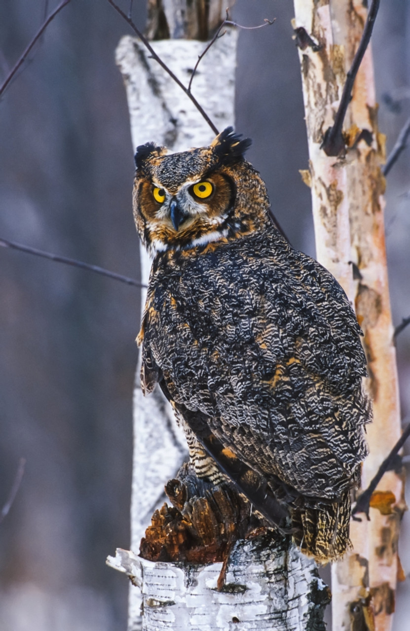 Portrait of a Great horned owl (Bubo virginianus) in captivity perched in a tree; Alaska, United States of America Poster Print by Tom Soucek / Design Pics - Item # VARDPI2159876 - Posterazzi owl-tree-wall-stencil-etsy