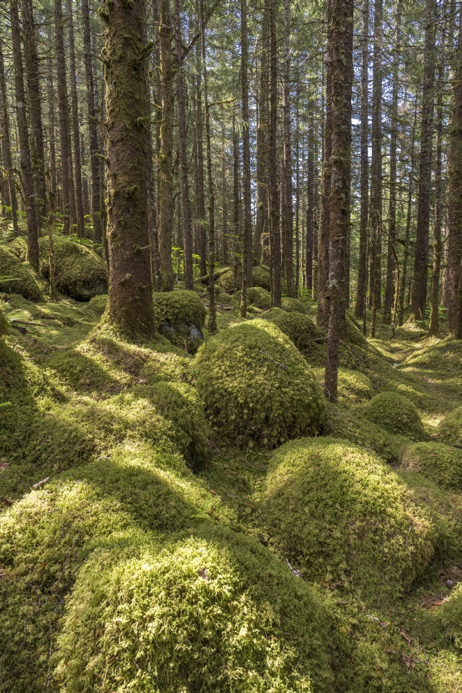 SukeGrassRoots　FOREST Old growth forest with Sitka spruce (Picea sitchensis) and hemlock
