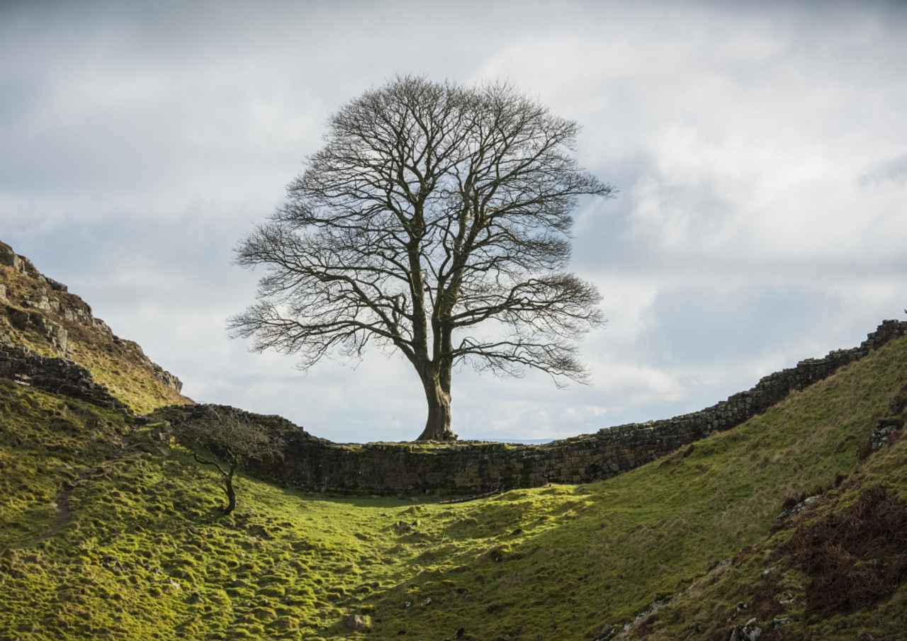 Sycamore Stars – Bing Wallpaper Download