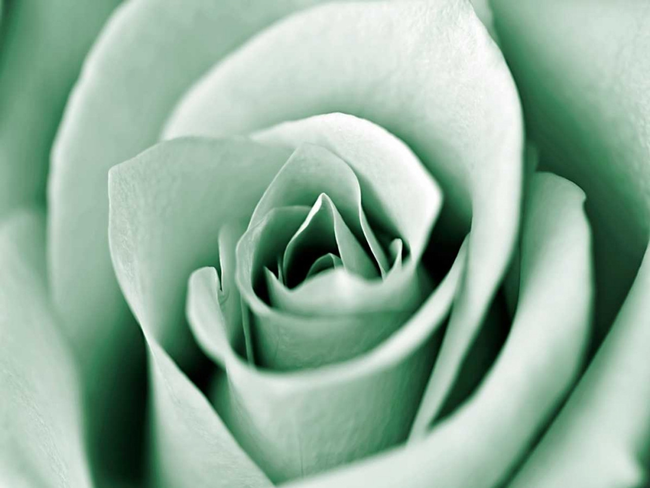 jade rose flower