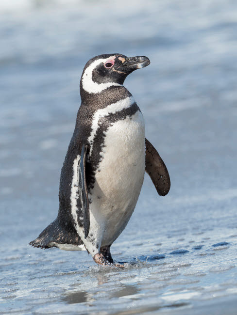 Magellanic Penguin, Falkland Islands Poster Print by Martin Zwick