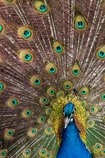 Male peacock fanning out his tail feathers Poster Print by Darrell