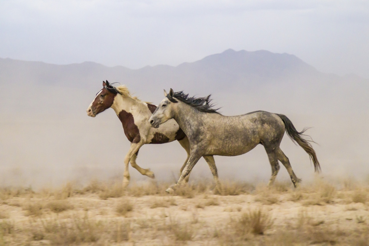 wild horses usa