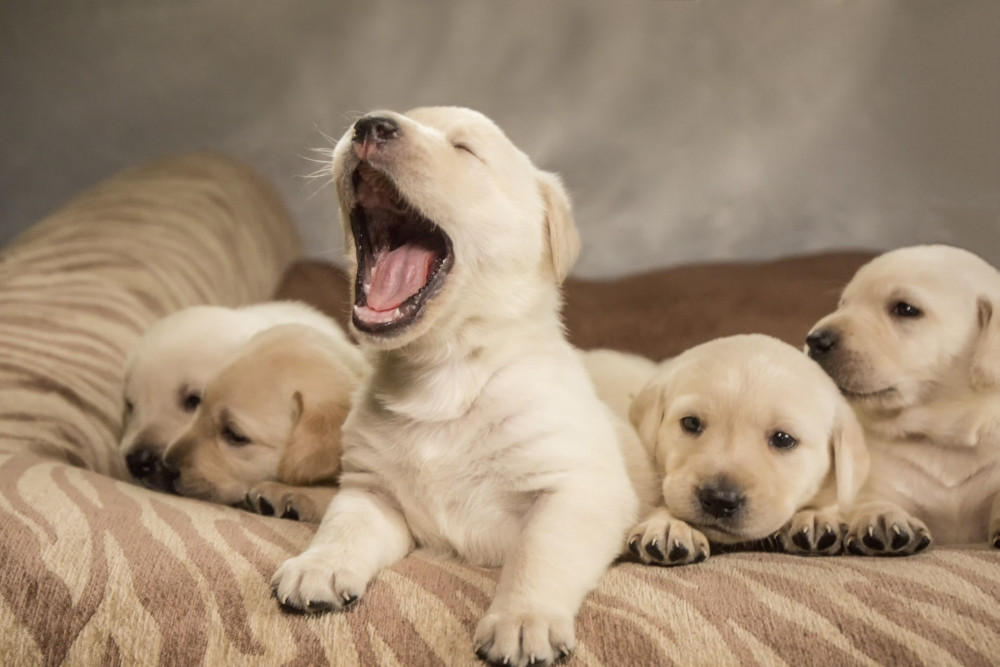 Litter of one month old Yellow Labrador Poster Print by