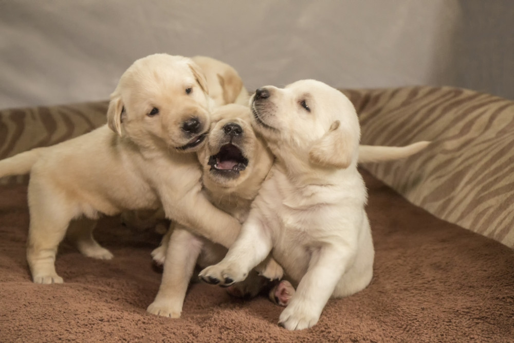 Litter of one month old Yellow Labrador puppies Poster