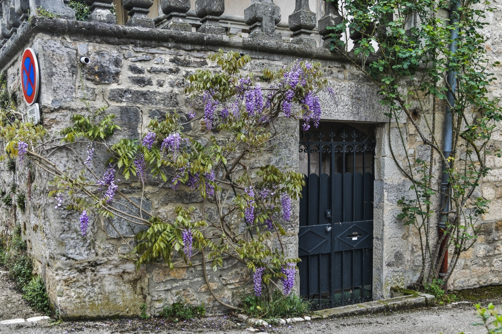 France, Cajarc. Wisteria covered stone wall and doorway ...