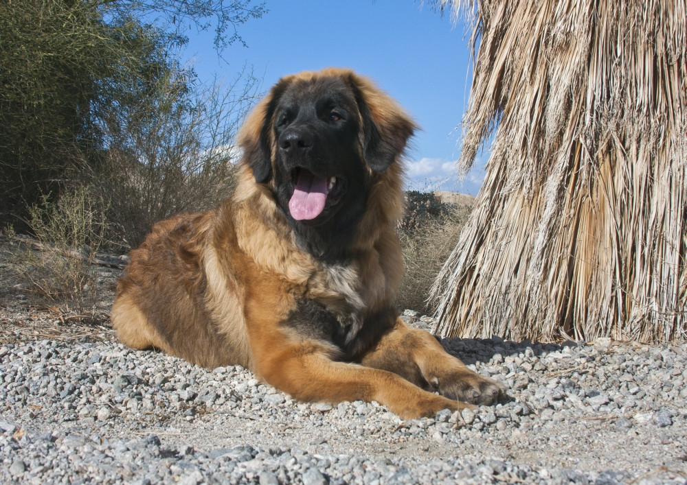 Leonberger puppy lying next to native palm tree Poster Print by