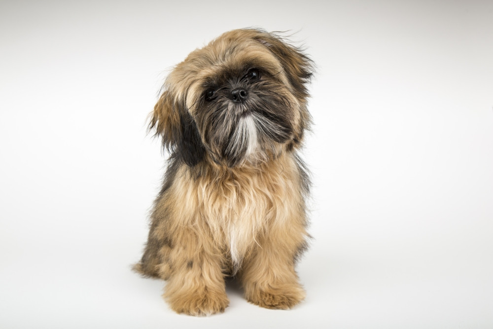 shih tzu items