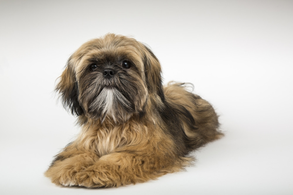 shih tzu items