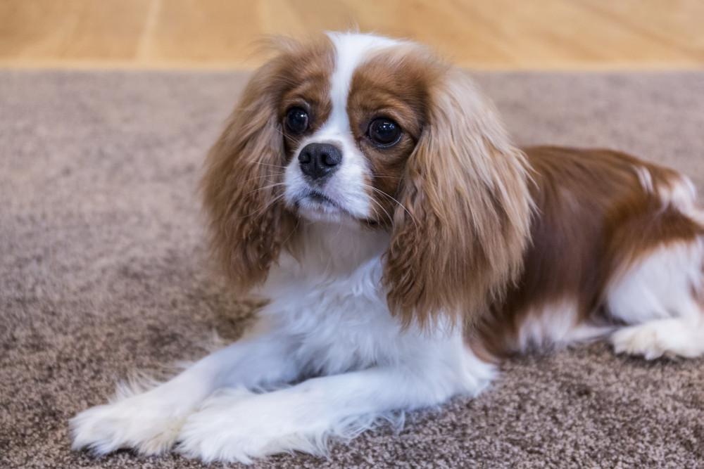 cavalier king charles spaniel items
