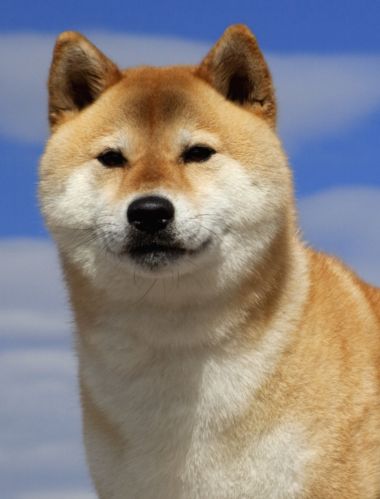 shiba pedigree