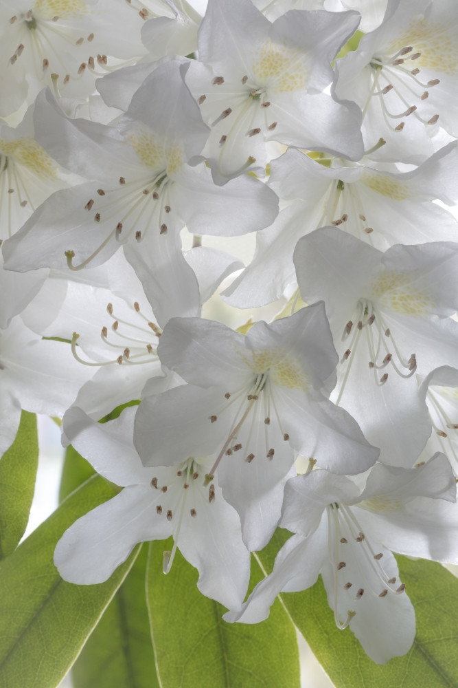 rhododendron blht im februar Rhododendron 'Blewbury' Wei-Rot kaufen