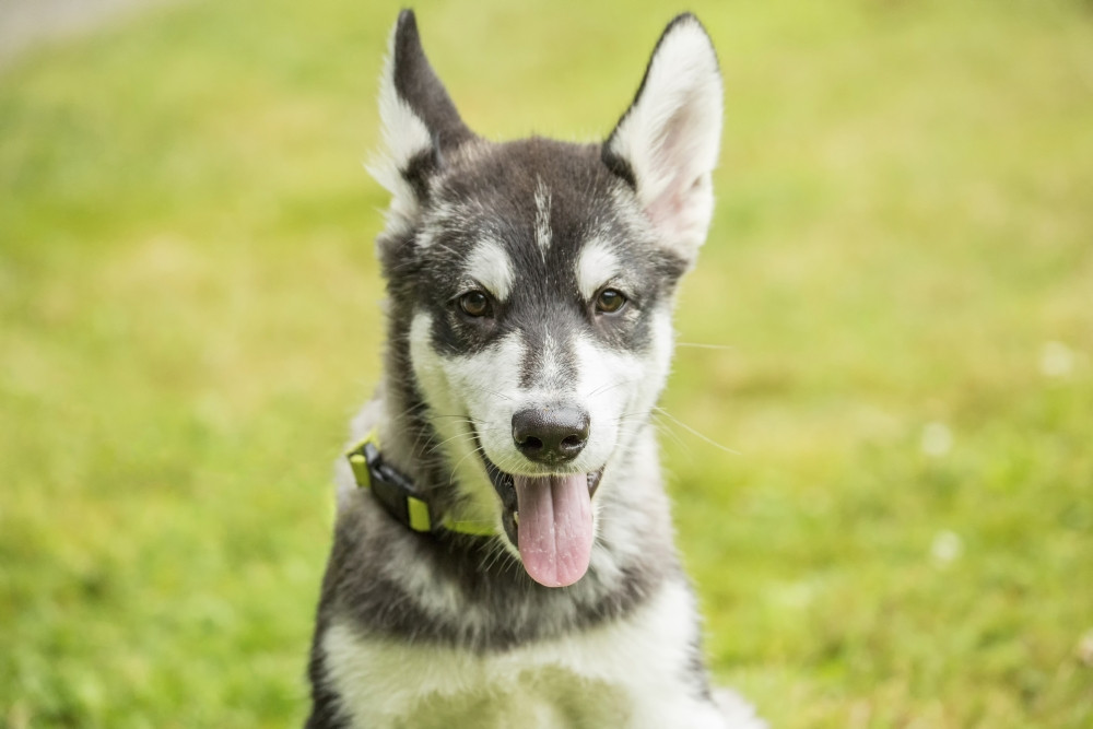 German Shepherd White Northern Inuit Dog For Sale Game Of Thrones