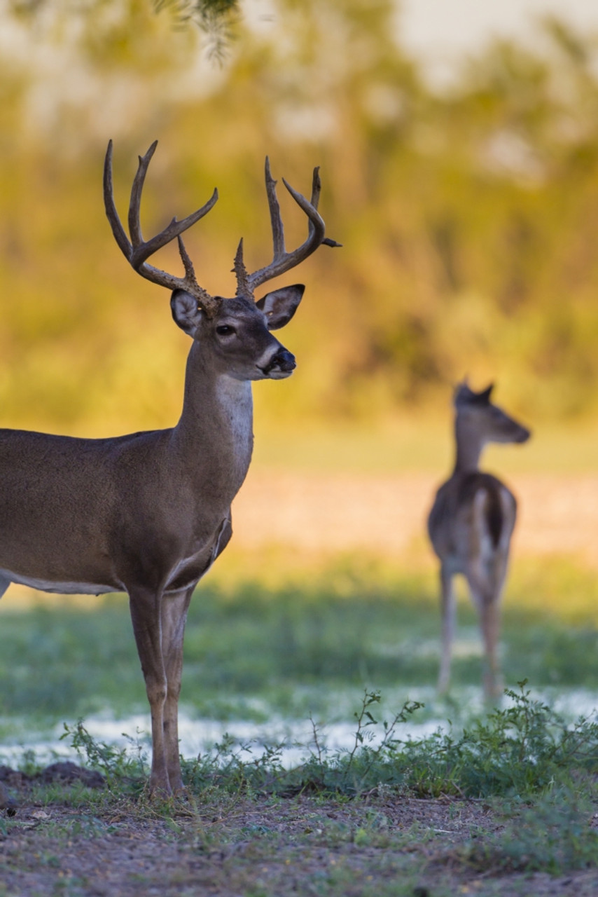 white tailed deer buck and doe