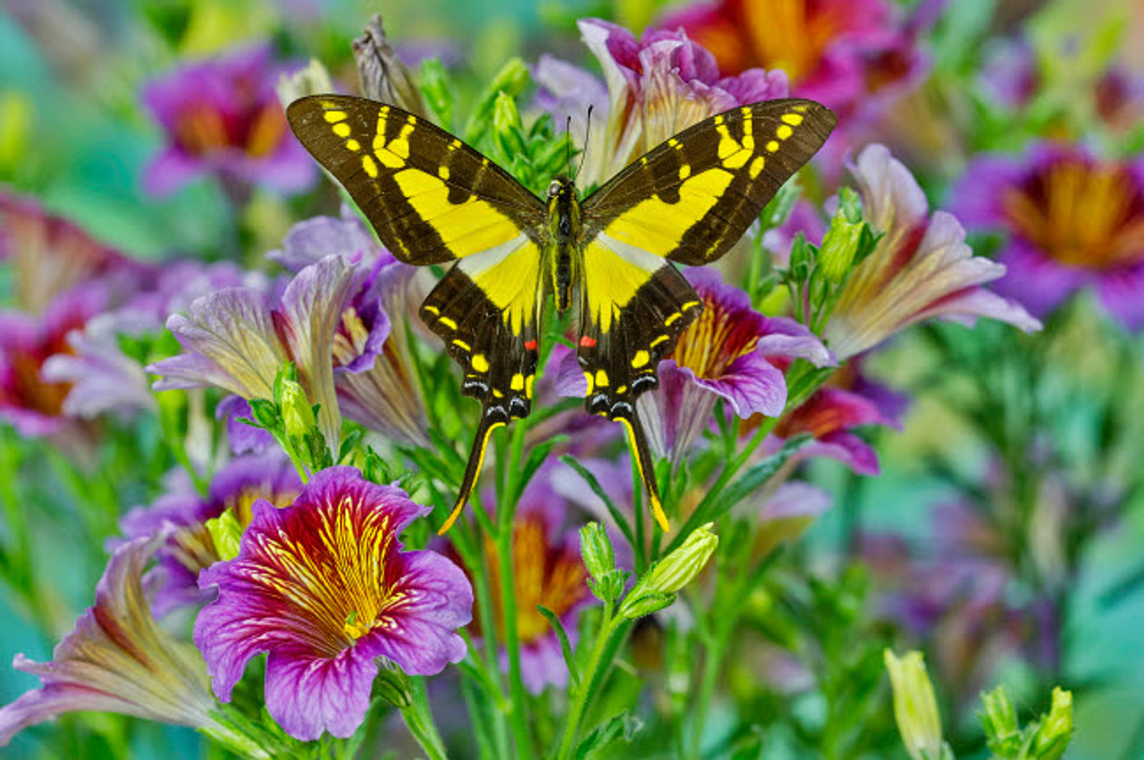 c. on X: butterfly bouquet  / X