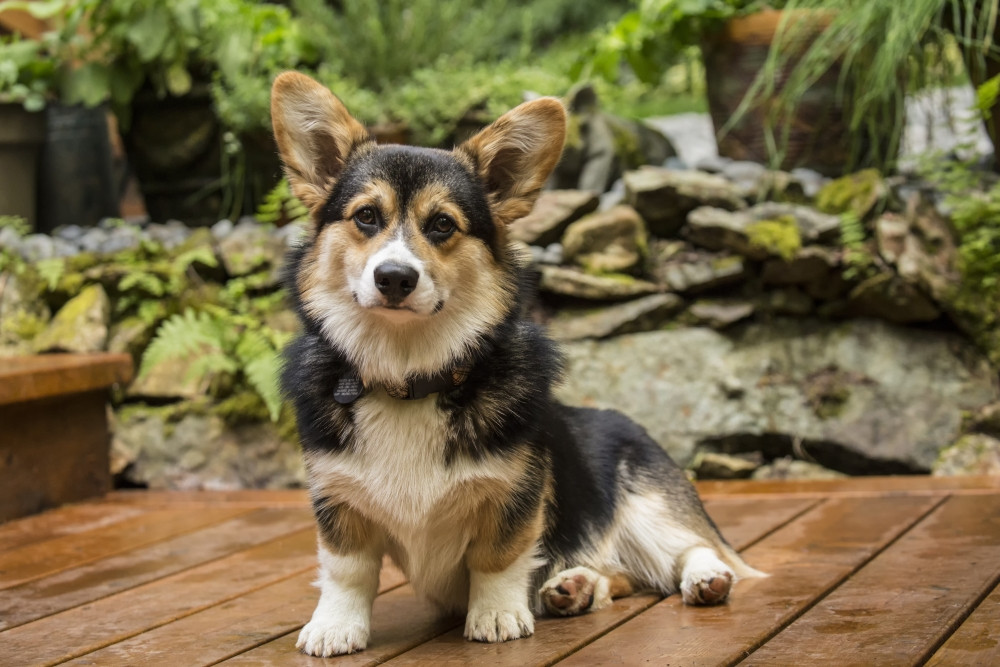 Issaquah, Six month old Corgi puppy posing on his wooden deck