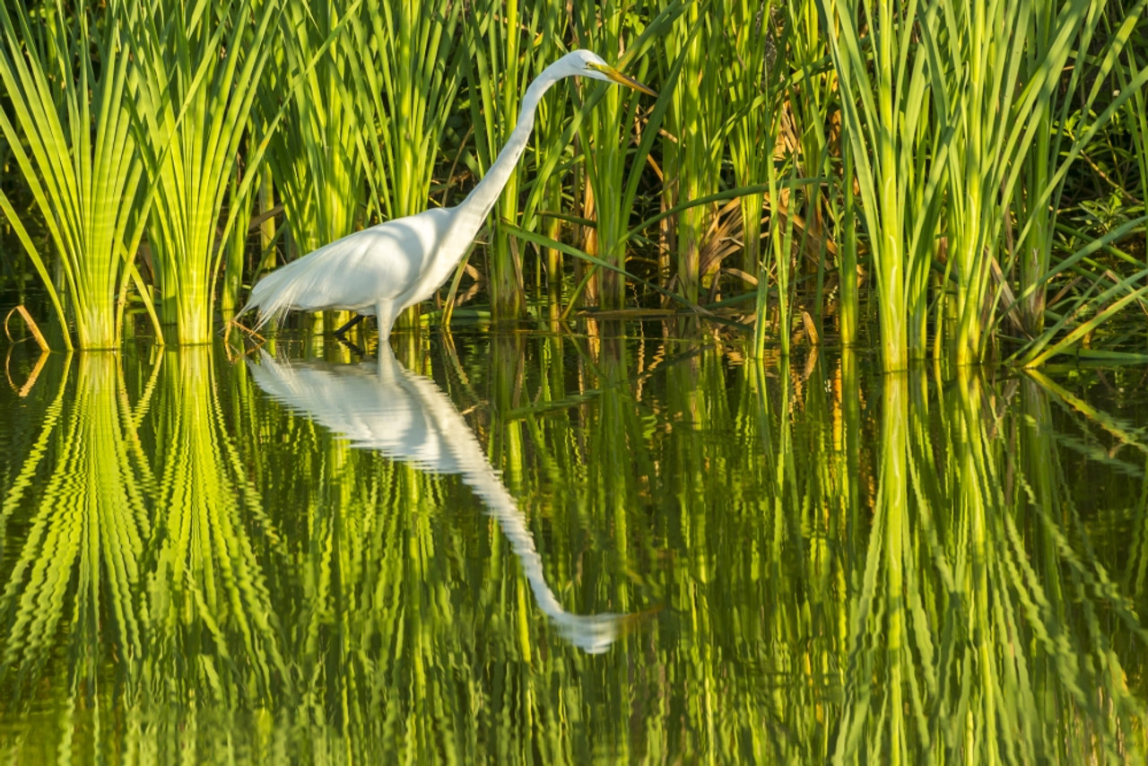 Great Egret In tree. Louisiana, USA Distinguished from most