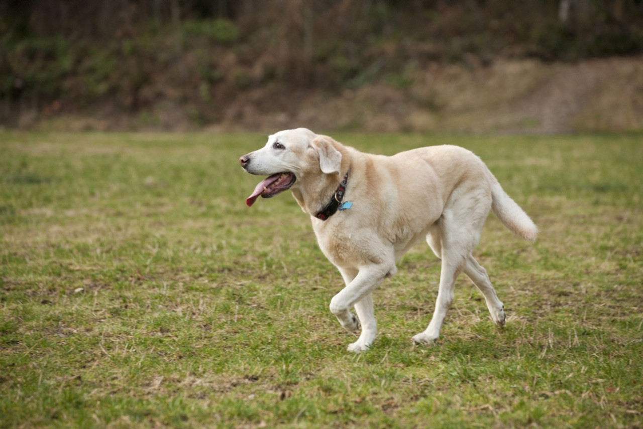 American sales yellow labrador