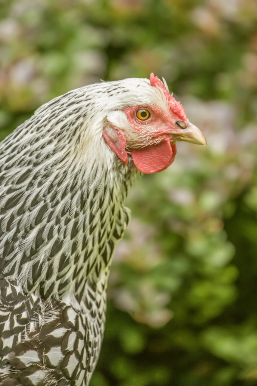 Issaquah, WA. Free-range Buff Brahma hen walking in a garden