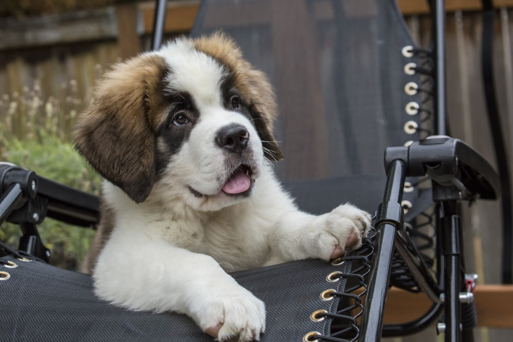 St Bernard Black And White Great Pyrenees Puppy St Bernard German