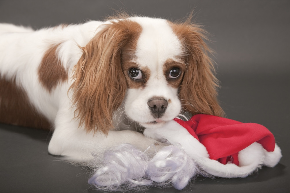 cavalier king charles spaniel items