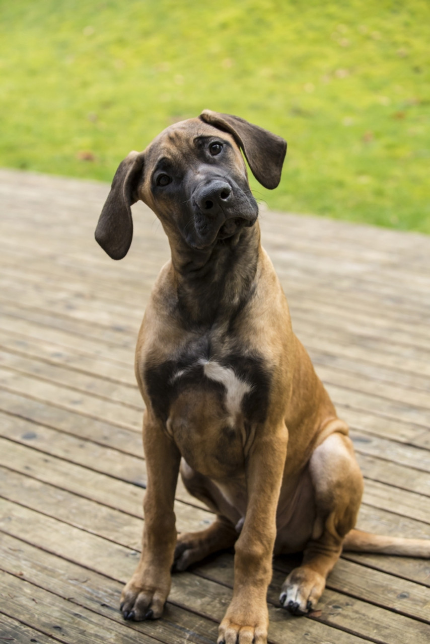 Issaquah, Four Month Old Rhodesian Ridgeback Puppy Sitting On A