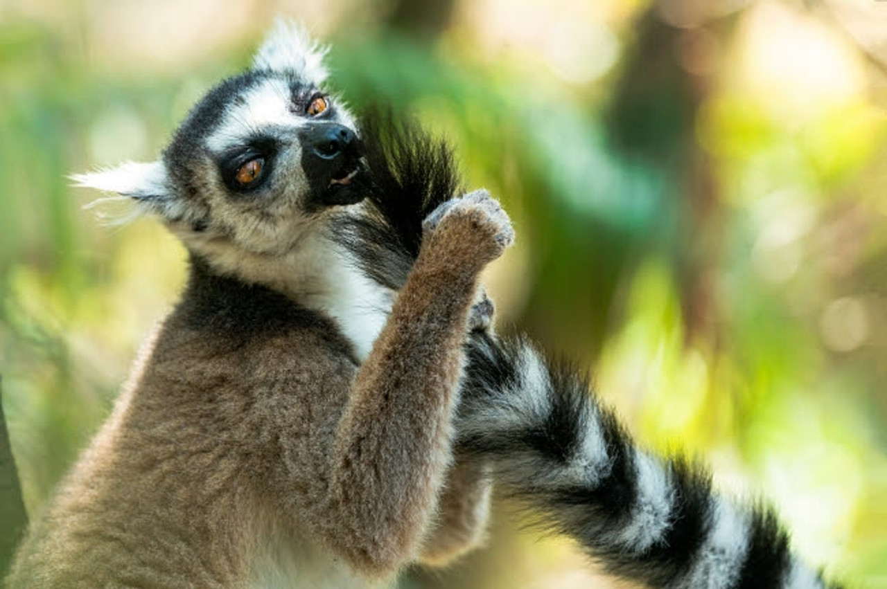 Bless international Ring-Tailed Lemur Sunning Framed On Canvas Print |  Wayfair