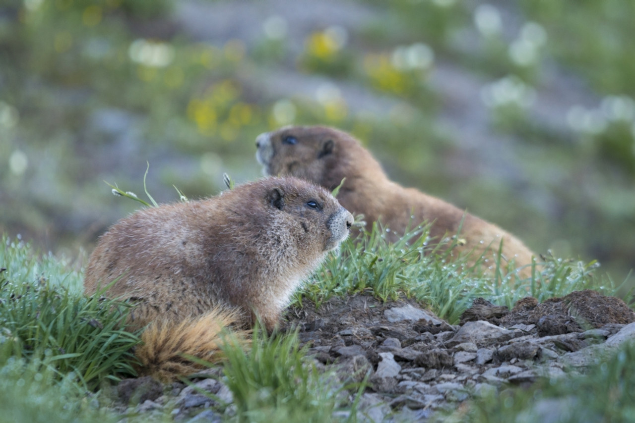 olympic marmot