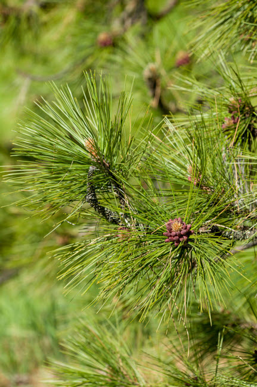 Pine cones are some trees' survival tools - The Washington Post