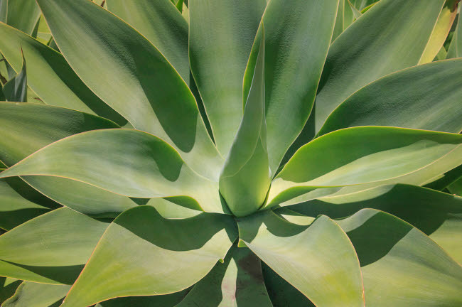 Agave Attenuata, native to Mexico, is often known as the lions tail, swans  neck or foxtail Poster Print by Mallorie Ostrowitz (24 x 18) # US05MOS0028  - Posterazzi