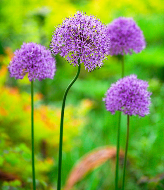USA, Pennsylvania Close-up image of the summer flowering bulbous