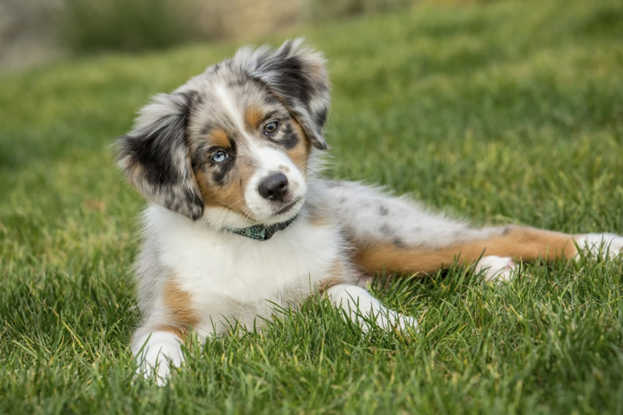 Three month old Blue Merle Australian Shepherd puppy looking quizzical while resting in her yard. Poster Print by Janet Horton - Item # - Posterazzi