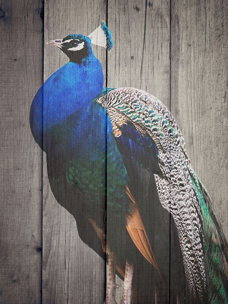 Pecock Poster Print by Jamie Phillip # JRV191A - Posterazzi