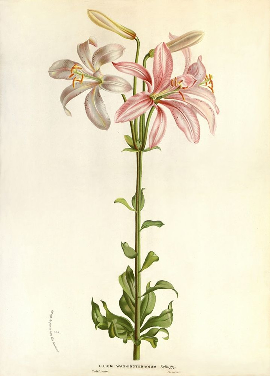 Lilium Washingtonianum Poster Print by Anonymous Anonymous # FAF1640 ...