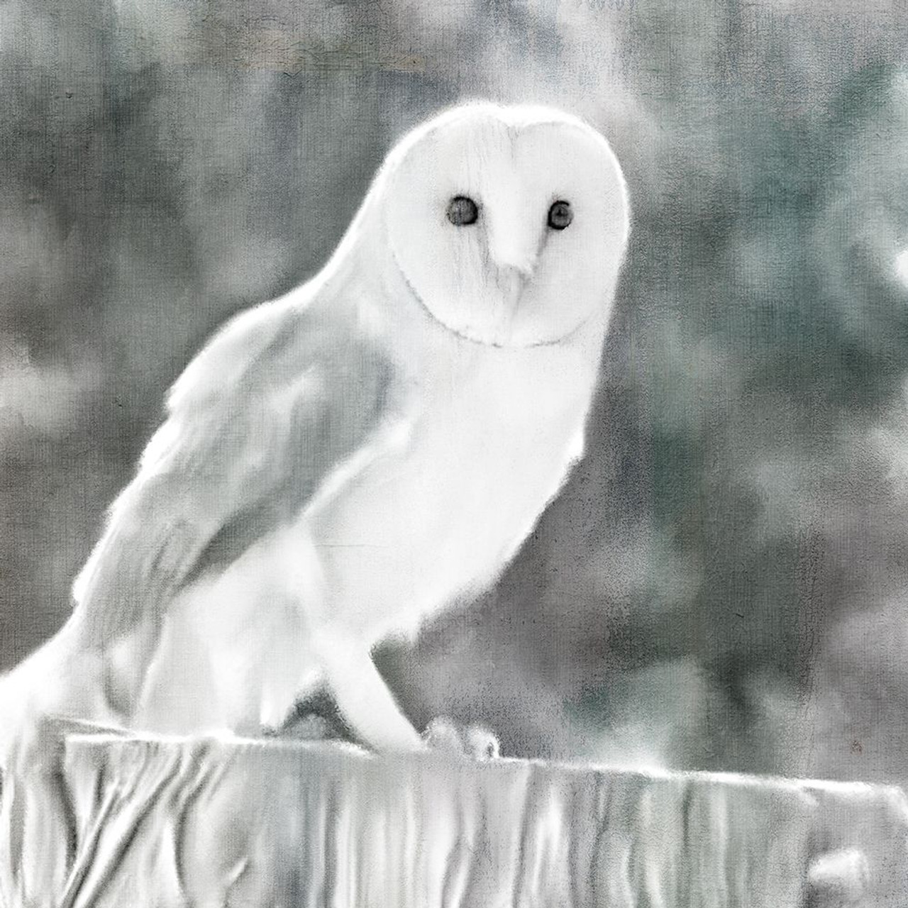 White Barn Owl Print by Ann Bailey # BASQ061 - Posterazzi