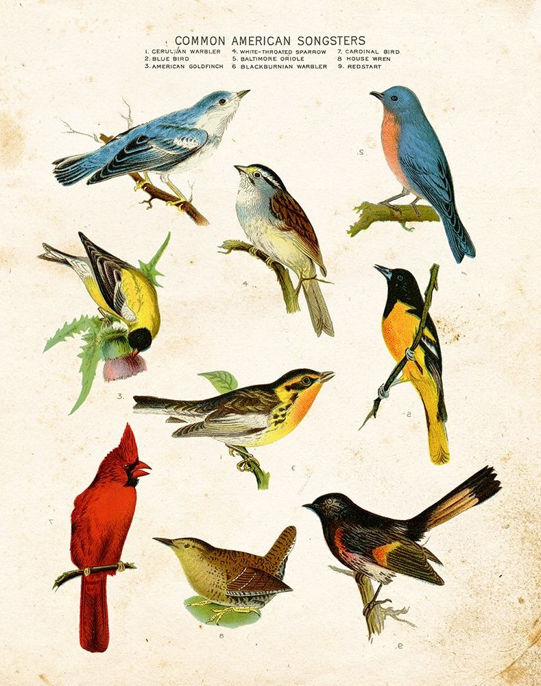 Bird Chart II Poster Print by Gwendolyn Babbitt BAB530 Posterazzi