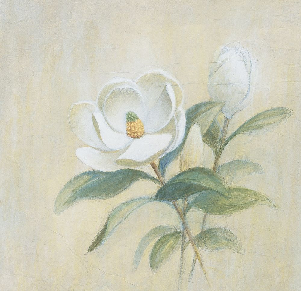 White Flower Poster Print by Unknown Unknown 21440 Posterazzi