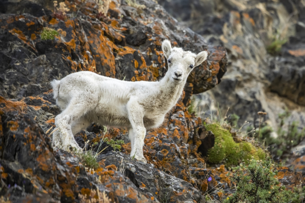 Dall sheep lamb (Ovis dalli) stands looking at the camera in the rocky ...